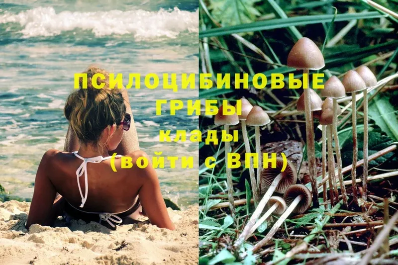 Псилоцибиновые грибы Magic Shrooms  OMG tor  Бор 